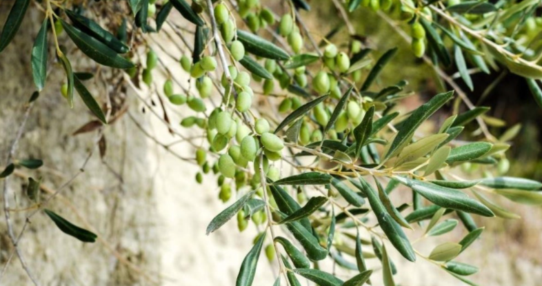 Health Benefits of Olive Leaf
