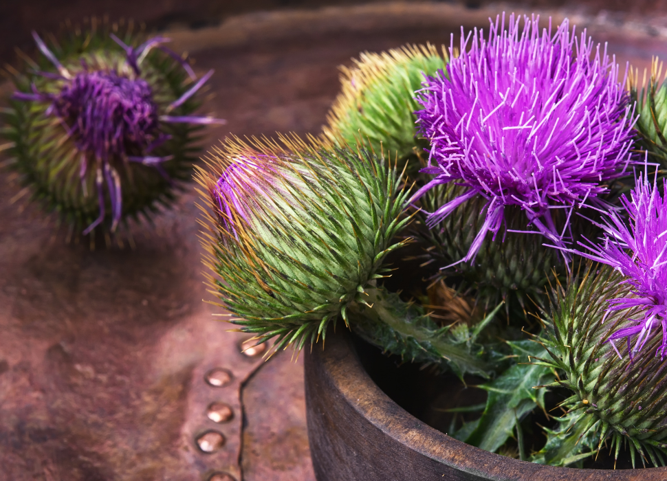 Key health benefits of Milk Thistle