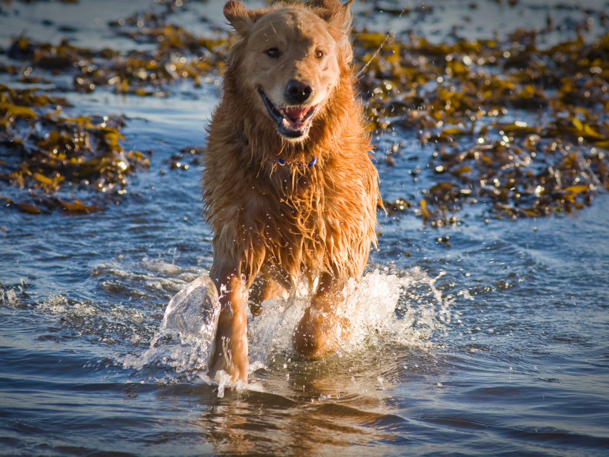Dog running - green lipped mussel - joints
