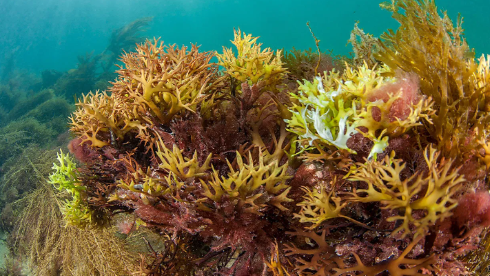 Benedits of Sea Moss and Bladderwrack