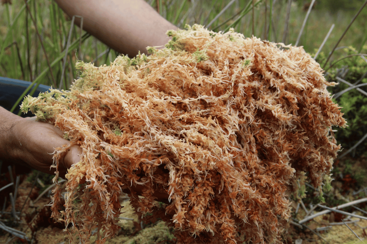 sea moss